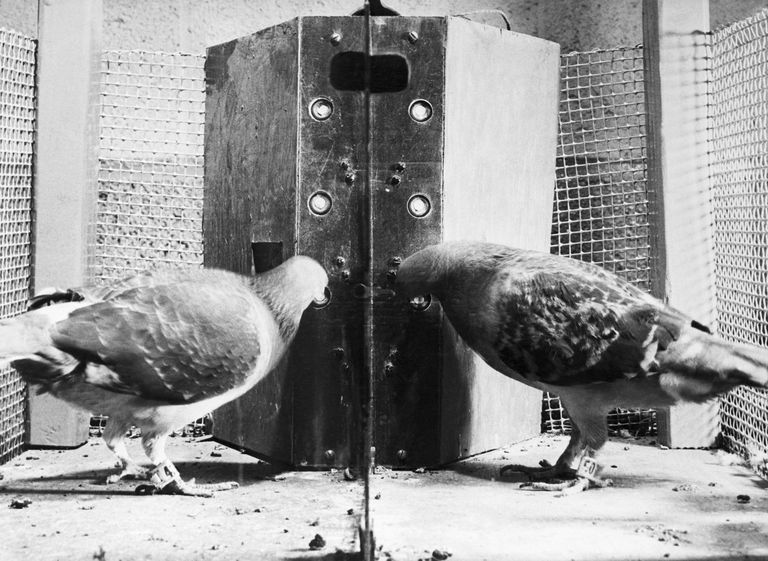 The skinner box demonstrates that pigeons can be superstitious too.